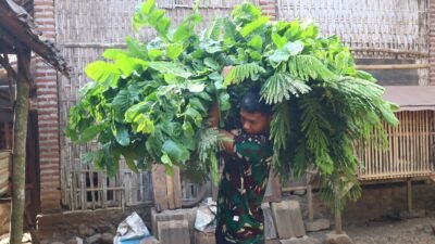 Jelang Penutupan TMMD, Prada Wakid Bantu Warga Beri Makan Ternak