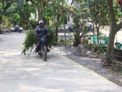 Rabat Beton TMMD Mudahkan Warga Cari Rumput Ternak