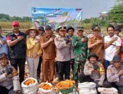 Panen Raya Jagung Kuartal III di Balongbendo, Wujud Nyata Swasembada Pangan Nasional