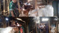Babinsa Dorong Peternakan Sapi Potong Jadi Penggerak Ekonomi Desa Ngadirejo