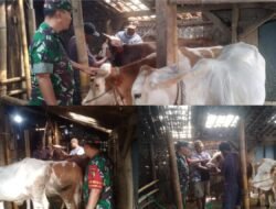 Babinsa Dorong Peternakan Sapi Potong Jadi Penggerak Ekonomi Desa Ngadirejo