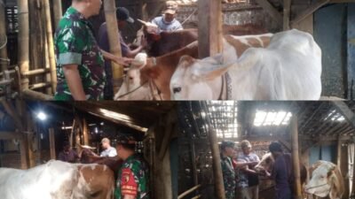 Babinsa Dorong Peternakan Sapi Potong Jadi Penggerak Ekonomi Desa Ngadirejo