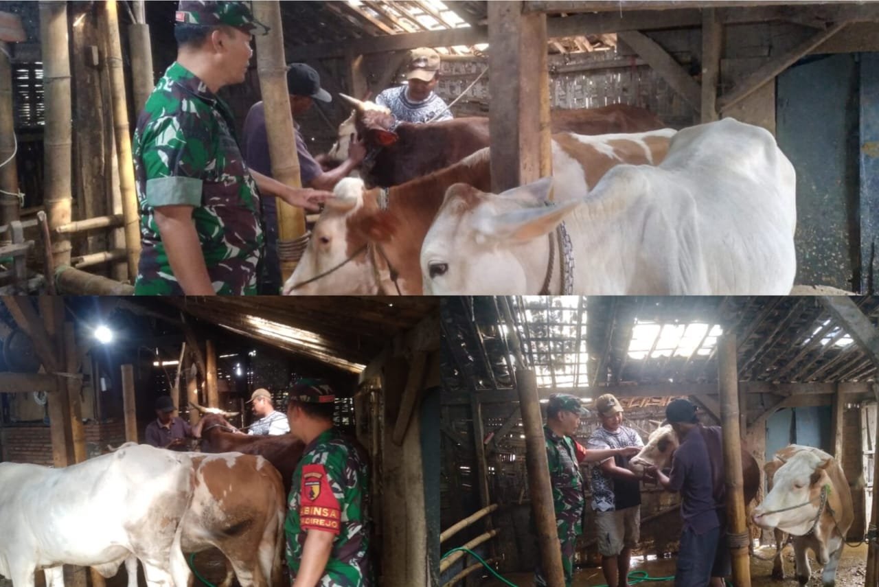 Babinsa Dorong Peternakan Sapi Potong Jadi Penggerak Ekonomi Desa Ngadirejo