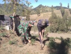 Babinsa Koramil 0819/Tutur Turun Langsung Cek Kondisi Petani Kentang