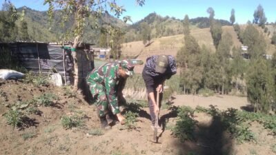 Babinsa Koramil 0819/Tutur Turun Langsung Cek Kondisi Petani Kentang