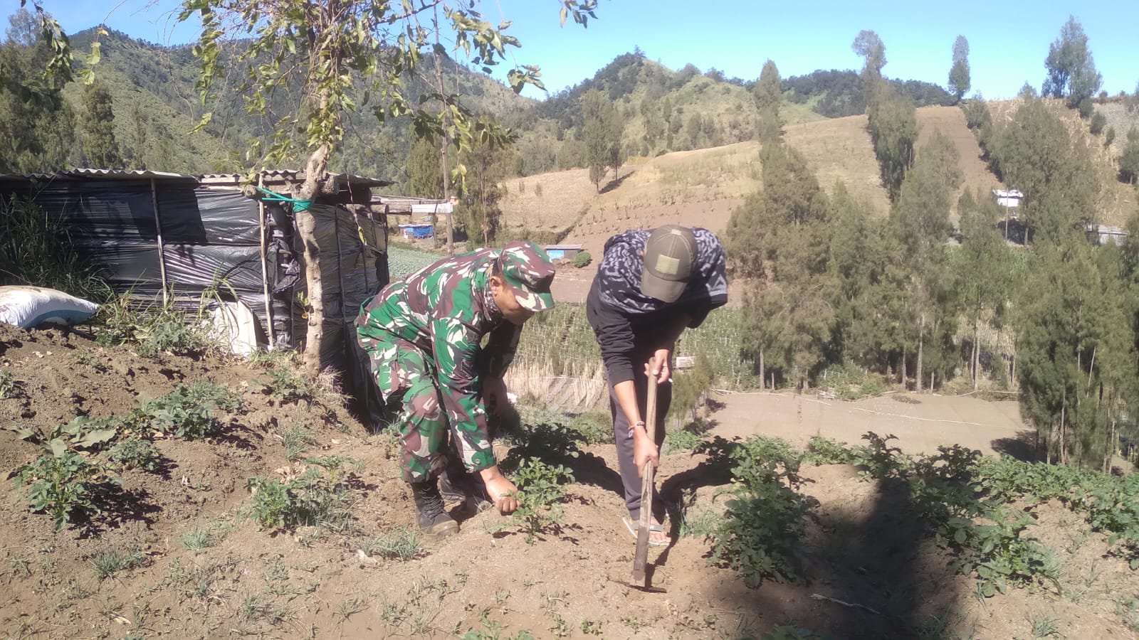 Babinsa Koramil 0819/Tutur Turun Langsung Cek Kondisi Petani Kentang