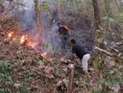 1 Hektare Vegetasi Pohon Sonokeling di Gunung Jabung-Trenggalek Hangus Terbakar, Sebut BNPB
