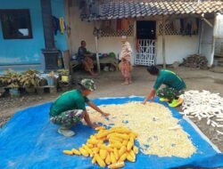 Komsos Humanis Satgas TMMD, Bantu Ibu Suminten Jemur Jagung Hasil Panen