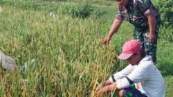 Petani