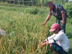 Koramil Tegalsiwalan Dampingi Petani Rawat Tanaman Padi, Perkuat Program Ketahanan Pangan