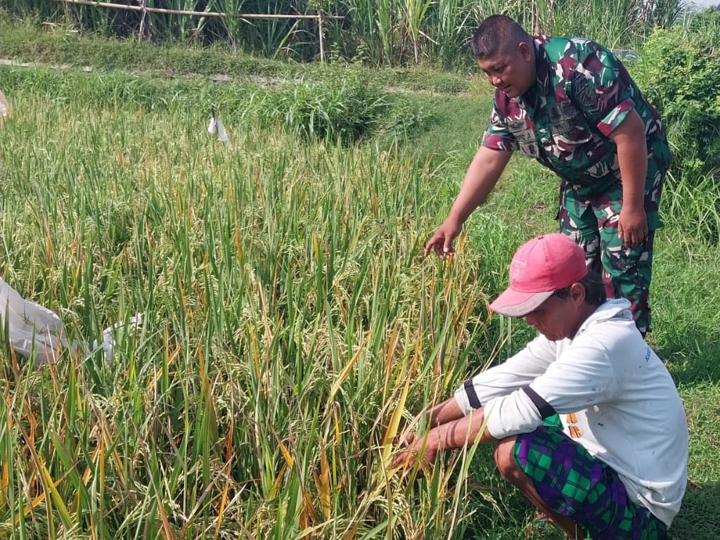Petani