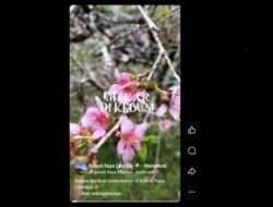 Bunga Sakura Mekar Lagi, Masyarakat Diajak Melihat Langsung di Kebun Raya Cibodas