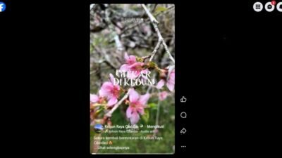 Bunga sakura