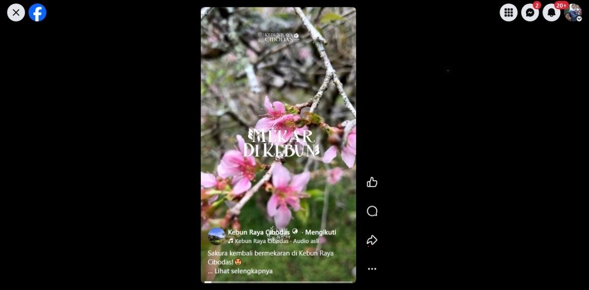 Bunga sakura