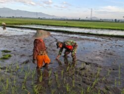 Koramil Dampingi Petani Tanam Padi di Probolinggo