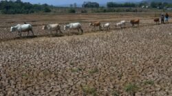 Akibat El Nino, BMKG: Musim Hujan 2026-2027 di Indonesia Mundur Dibanding Rata-Rata Klimatologisnya