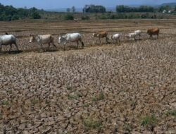 Akibat El Nino, BMKG: Musim Hujan 2026-2027 di Indonesia Mundur Dibanding Rata-Rata Klimatologisnya