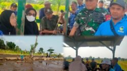 Sinergi TNI dan Petani, Tanam Padi Serentak Digelar di Lemahbang