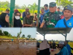 Sinergi TNI dan Petani, Tanam Padi Serentak Digelar di Lemahbang