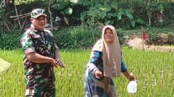 Koramil Tiris Laksanakan Pendampingan dan Pengawasan Ketahanan Pangan Dalam Proses perawatan Tanaman Padi di Wilayah Binaan