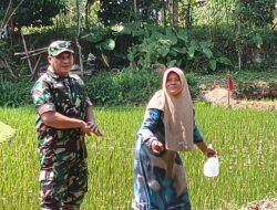 Koramil Tiris Laksanakan Pendampingan dan Pengawasan Ketahanan Pangan Dalam Proses perawatan Tanaman Padi di Wilayah Binaan