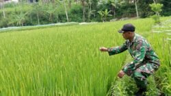 Sukseskan Gerakan Antisipasi Darurat Pangan Nasional, Koramil Gading Dampingi Perawatan Tanaman Padi