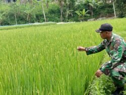 Sukseskan Gerakan Antisipasi Darurat Pangan Nasional, Koramil Gading Dampingi Perawatan Tanaman Padi