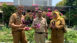 Panen Terong dan Cabai di SMPN 4 Pasuruan: Sinergi Mewujudkan Ekosistem Sekolah PRIME Melalui Pilar "Sekolah Peduli"