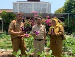 Panen Terong dan Cabai di SMPN 4 Pasuruan: Sinergi Mewujudkan Ekosistem Sekolah PRIME Melalui Pilar “Sekolah Peduli”