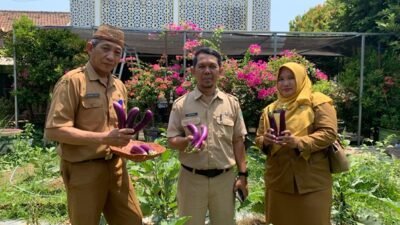 Panen Terong dan Cabai di SMPN 4 Pasuruan: Sinergi Mewujudkan Ekosistem Sekolah PRIME Melalui Pilar "Sekolah Peduli"