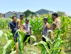 Polsek Sukodono Cek Pertumbuhan Jagung di Kebonagung, Dukung Ketahanan Pangan