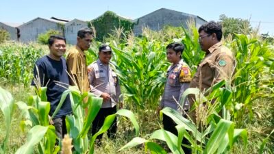 Polsek Sukodono Cek Pertumbuhan Jagung di Kebonagung, Dukung Ketahanan Pangan