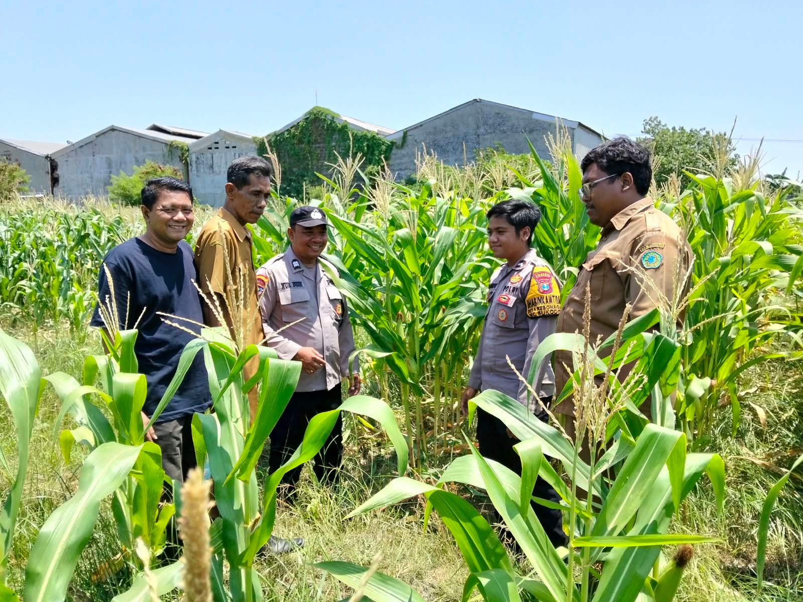 Polsek Sukodono Cek Pertumbuhan Jagung di Kebonagung, Dukung Ketahanan Pangan