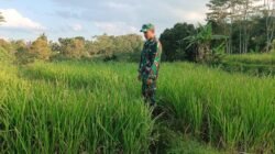Gerakan Ketahanan Pangan Nasional, Koramil Gading Laksanakan Pendampingan Dan Pengawasan Perawatan Tanaman Padi