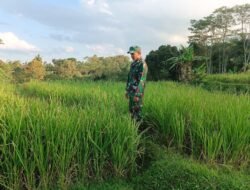 Gerakan Ketahanan Pangan Nasional, Koramil Gading Laksanakan Pendampingan dan Pengawasan Perawatan Tanaman Padi
