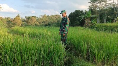 Gerakan Ketahanan Pangan Nasional, Koramil Gading Laksanakan Pendampingan Dan Pengawasan Perawatan Tanaman Padi
