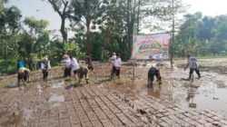 Gerakan Tanam Padi Serentak, Koramil Purwodadi Dukung Penguatan Ketahanan Pangan