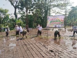 Gerakan Tanam Padi Serentak, Koramil Purwodadi Dukung Penguatan Ketahanan Pangan