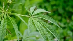 Waduh! ASN PPPK di Bandung Punya Kebun Ganja