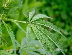 Waduh! ASN PPPK di Bandung Punya Kebun Ganja
