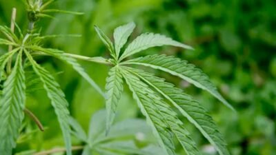 Waduh! ASN PPPK di Bandung Punya Kebun Ganja
