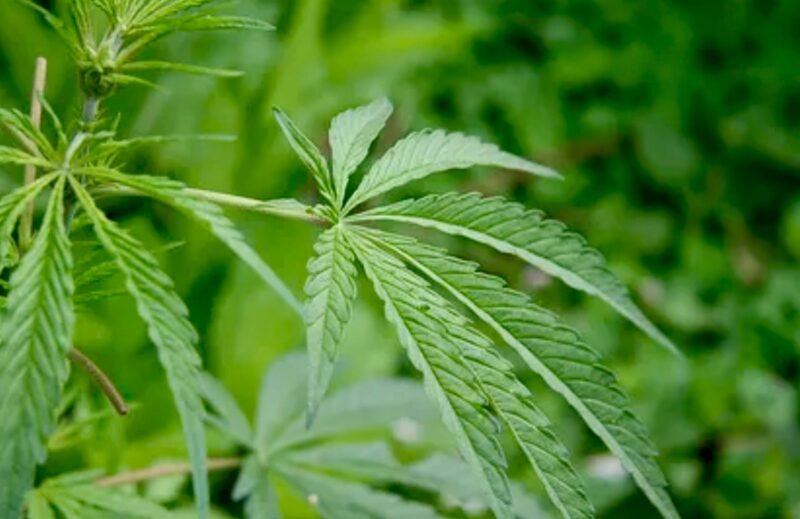 Waduh! ASN PPPK di Bandung Punya Kebun Ganja
