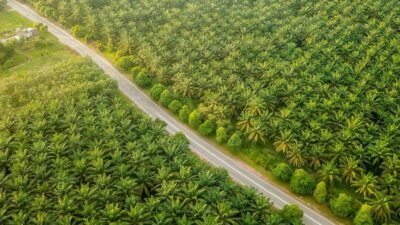 CBG dari Limbah Sawit PTPN IV PalmCo Bakal Diserap Pertagas Niaga