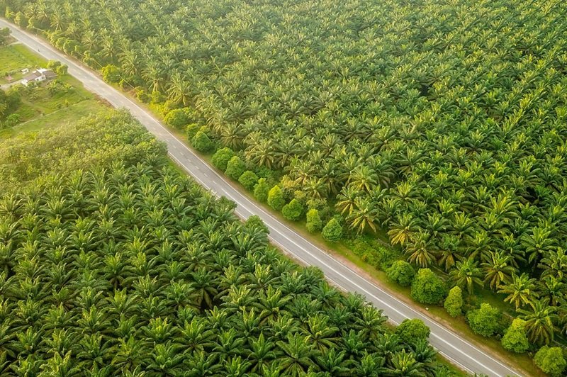 CBG dari Limbah Sawit PTPN IV PalmCo Bakal Diserap Pertagas Niaga
