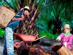 Kemitraan Petani Perkuat Pasokan CPO PTPN IV PalmCo untuk Dukung Program B50
