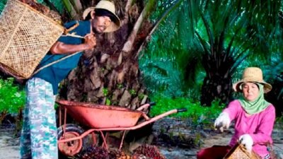 Kemitraan Petani Perkuat Pasokan CPO PTPN IV PalmCo untuk Dukung Program B50
