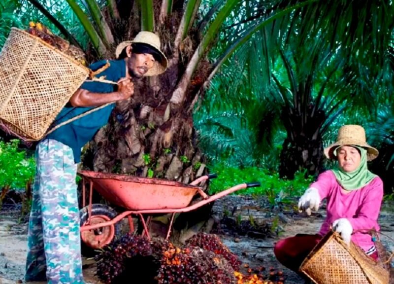 Kemitraan Petani Perkuat Pasokan CPO PTPN IV PalmCo untuk Dukung Program B50
