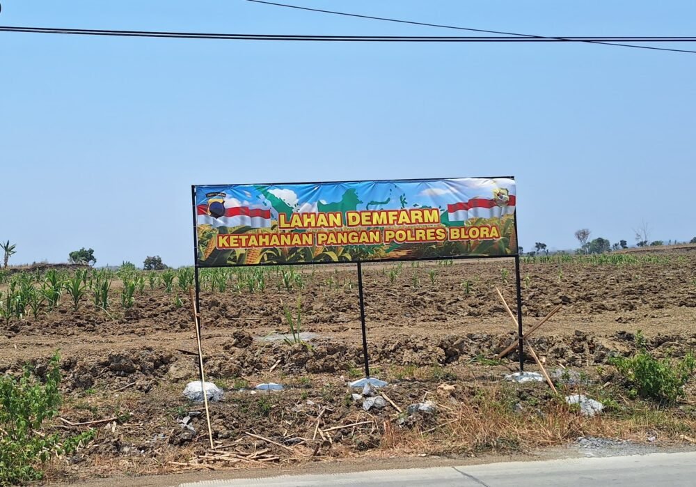 Program Ketahanan Pangan Polres Blora, Hasil Panen Jagung Belum Maksimal