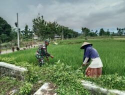 Koramil Lakukan Pendampingan dan Pengawasan Ketahanan Pangan di Desa Dandang