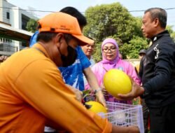 Munjirin Panen Melon Hasil Urban Farming di Lahan Tidur Rawamangun